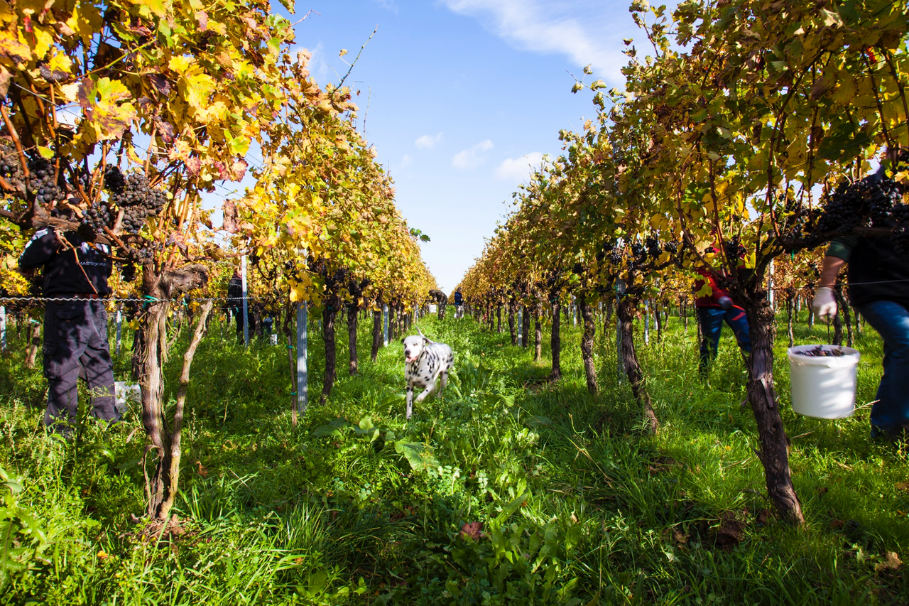 Wein, oder Natur Wein? Das ist hier die Frage.